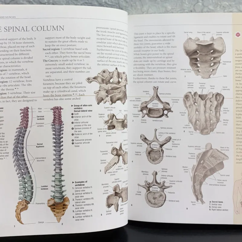 Atlas of Anatomy - Giải phẫu học 971633