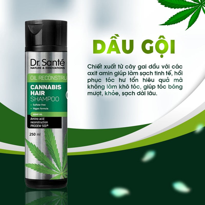 [CHĂM SÓC TÓC CHUYÊN SÂU – PHỤC HỒI HƯ TỔN] Dầu gội Cannabis Hair 74959