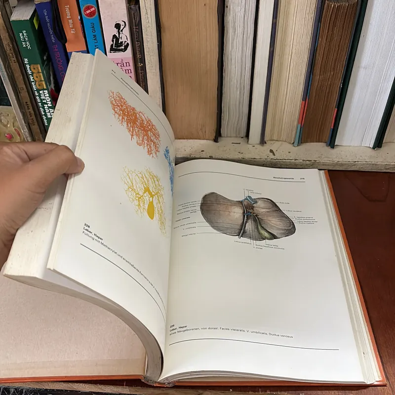 II Atlas der Anatomie des Menschen - Band 1 + 2 - Bertolini, Leutert - 1987 593995