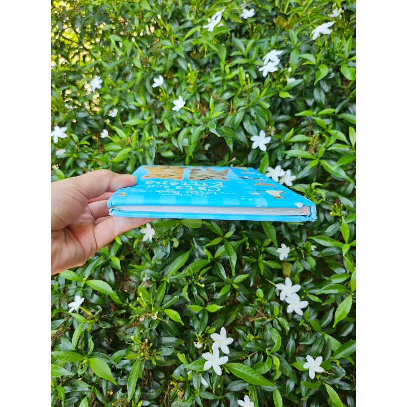 Cats and Kittens 995238