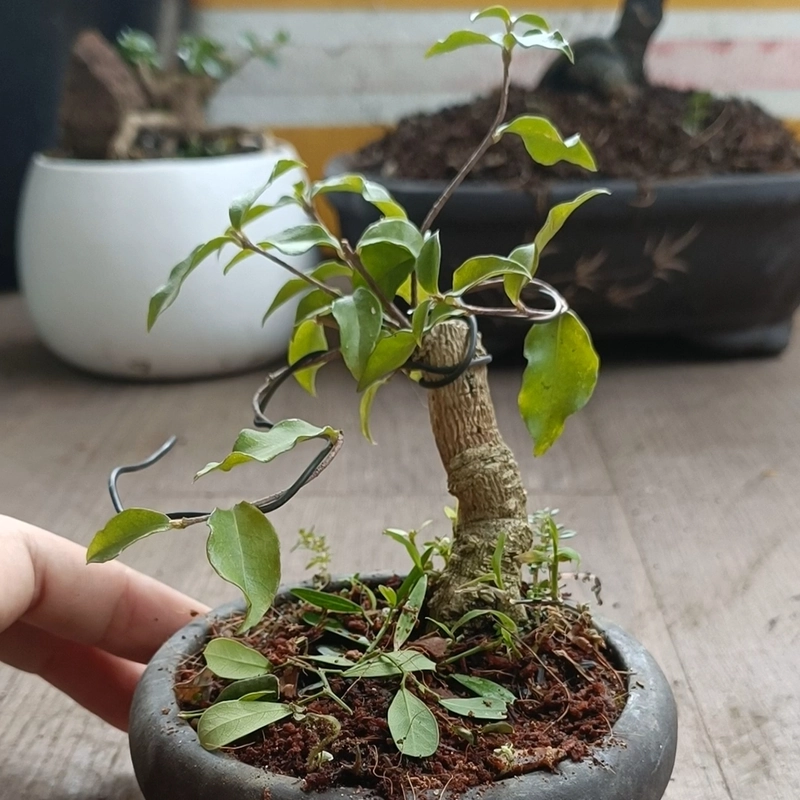 Hồng ngọc mai siêu mini dáng đổ, dáng trực [Bonsai siêu mini] [Bonsai để bàn] 484230