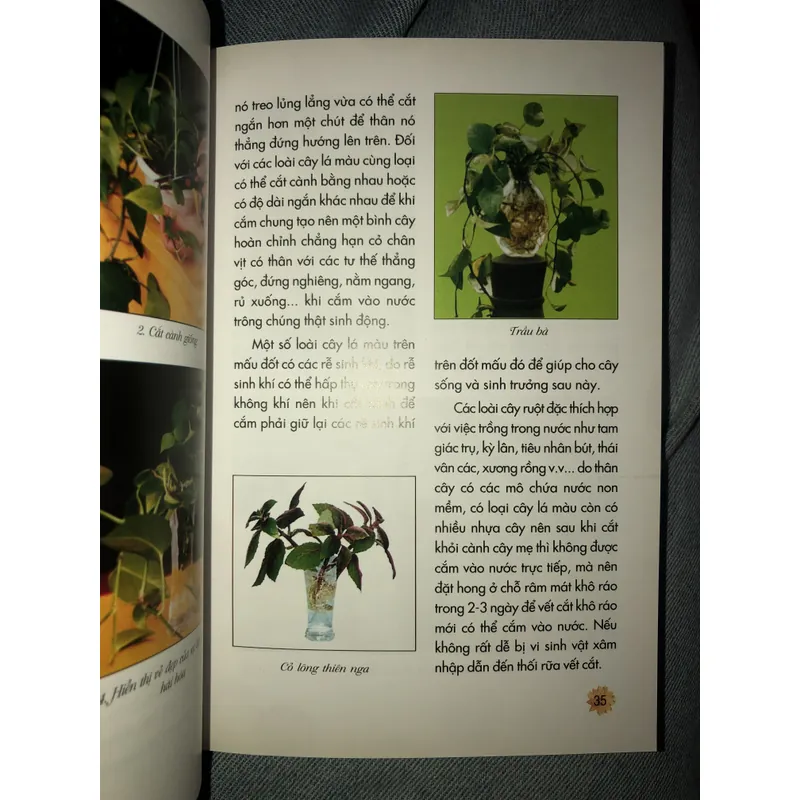 Kỹ thuật trồng hoa và cây lá trong nước 722961