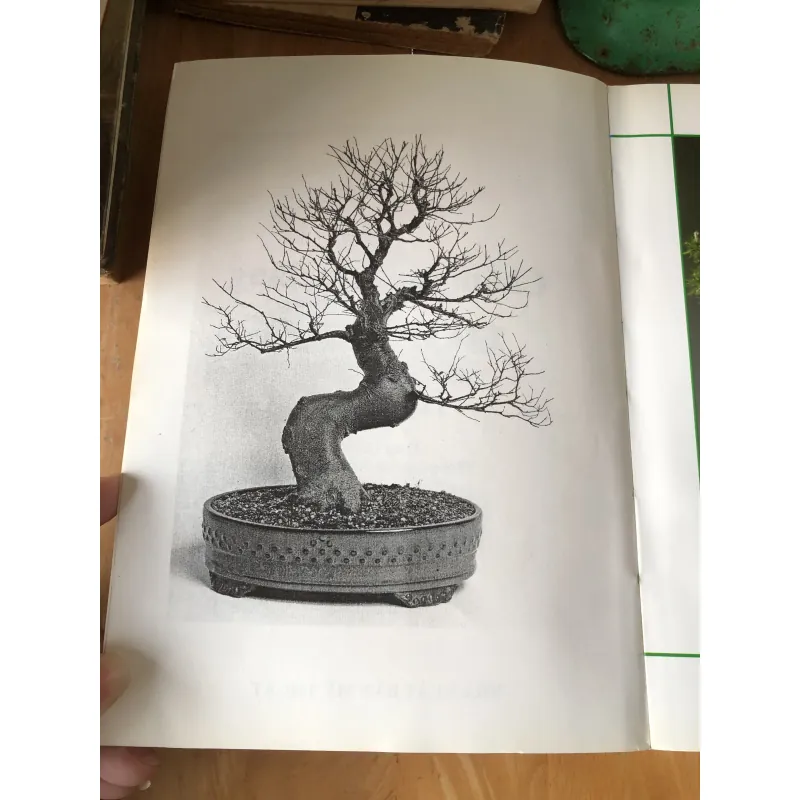 Chăm sóc tạo dáng bonsai toàn tập 973617