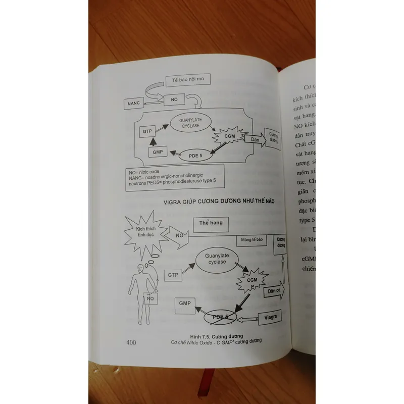 BỆNH HỌC GIỚI TÍNH NAM 703801