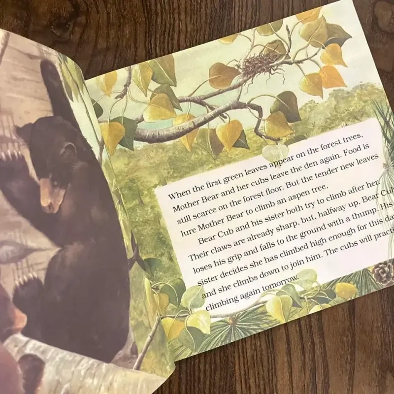 Black Bear Cub 974762