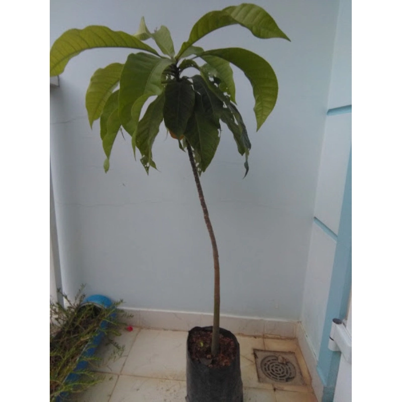 Cây giống lộc vừng hoa to, màu trắng hồng 78126