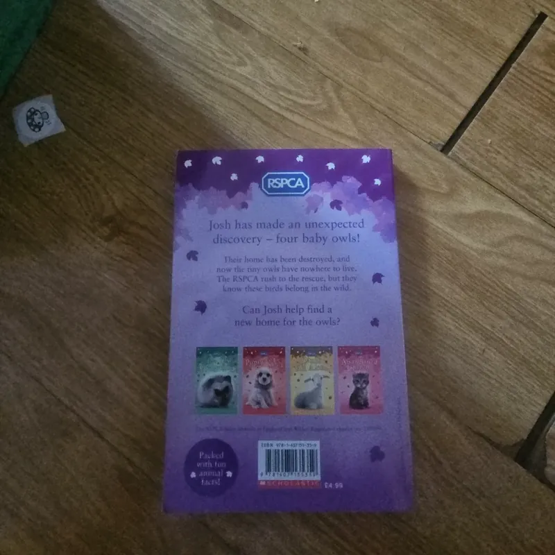 Little Owl Needs a Home Giá 20k  604027