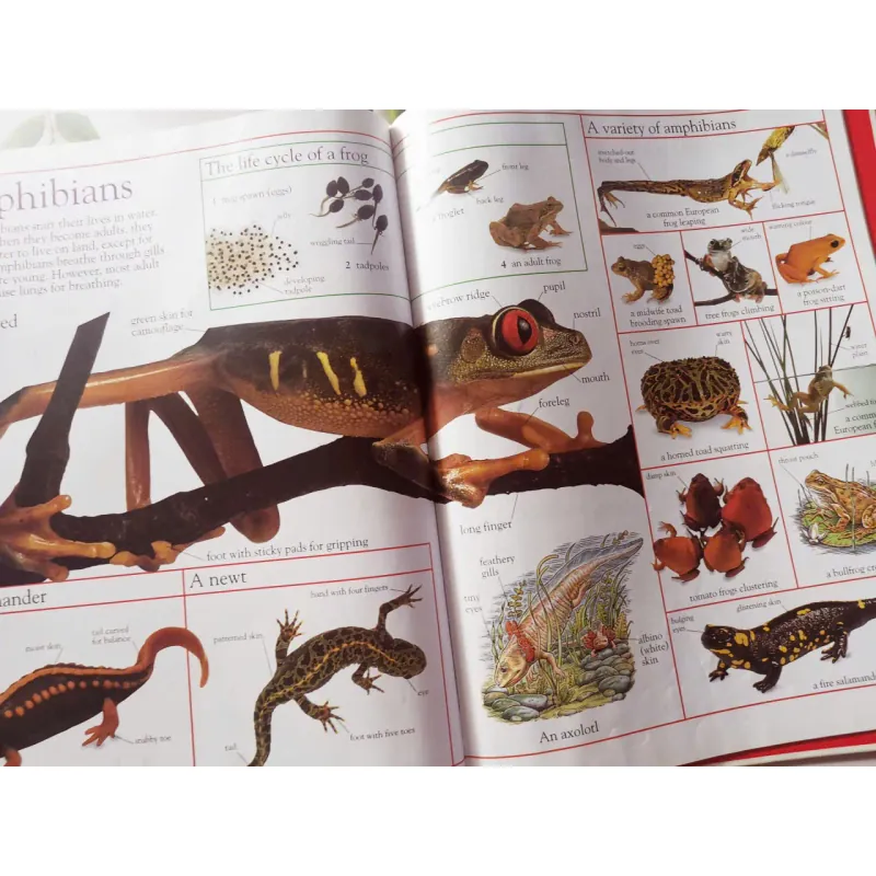 The Children's Visual Dictionary 1027422