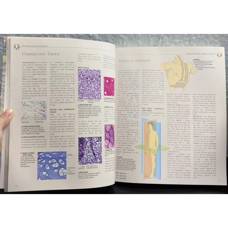 Atlas of Anatomy - Giải phẫu học 971633