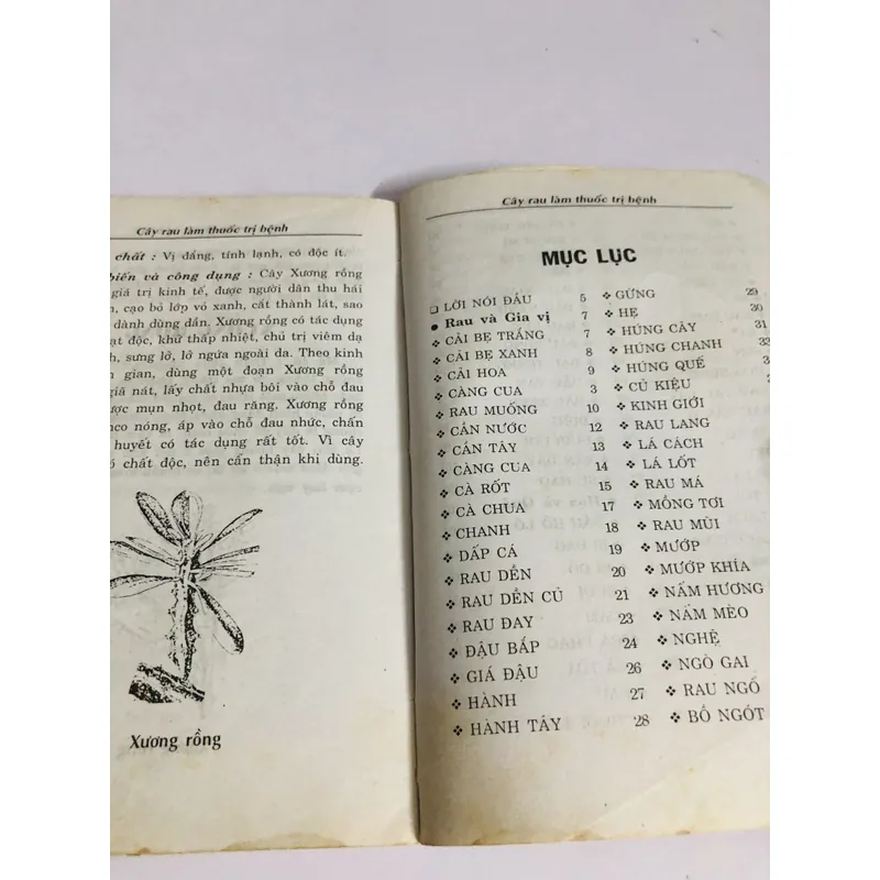 CÂY RAU LÀM THUỐC  693598