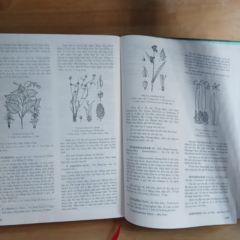 Từ Điển Thực Vật Thông Dụng (Tập 1) - Võ Văn Chi 976204