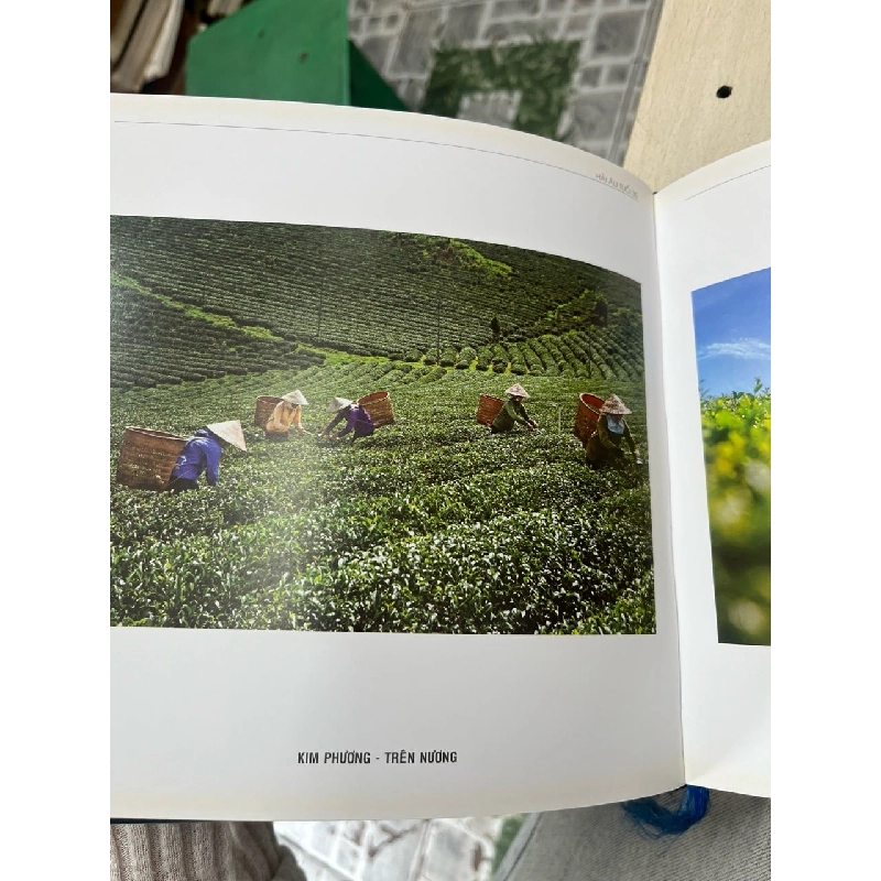 Hải âu 30 tuổi 752033