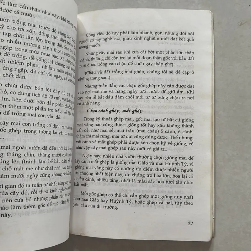 Thú chơi Mai ghép (Mai bonsai) 720792