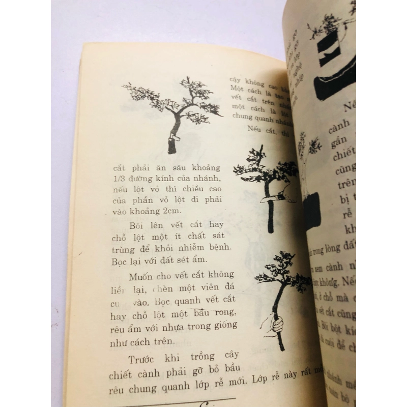 KỸ THUẬT BONSAI  447856