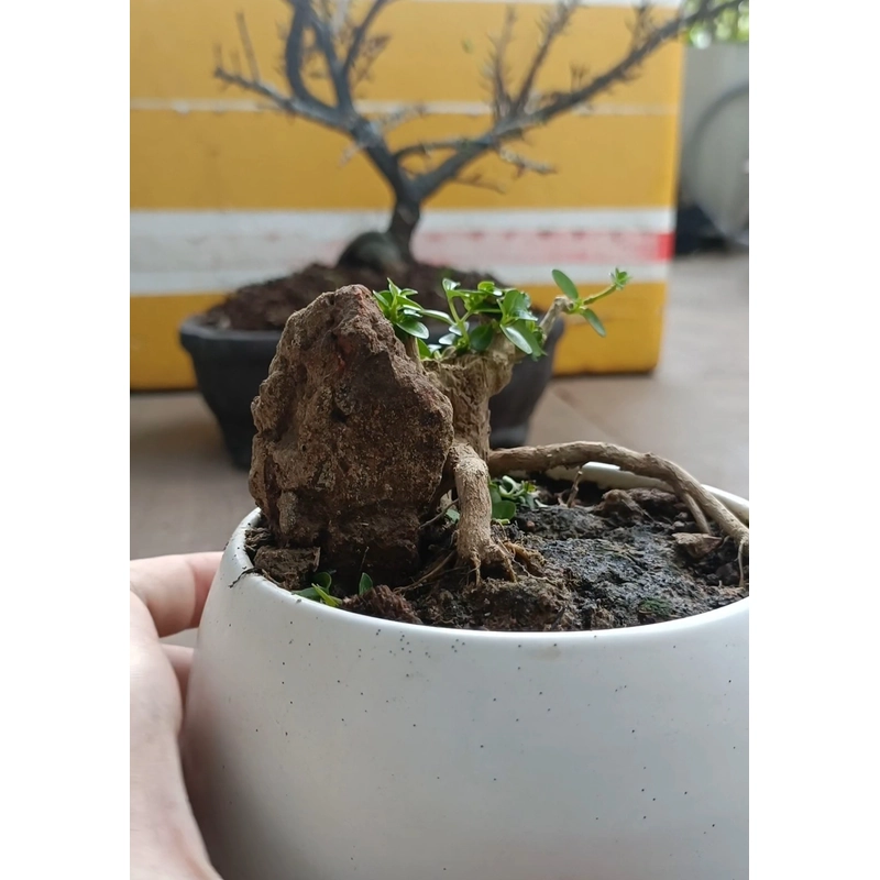 Sam hương ôm đá siêu mini 446280