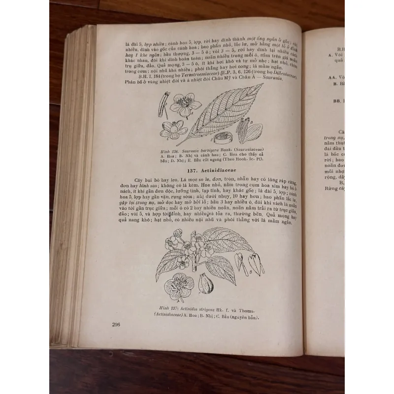 [sách quý] Những Họ Thực Vật Có Hoa (1975) 931249