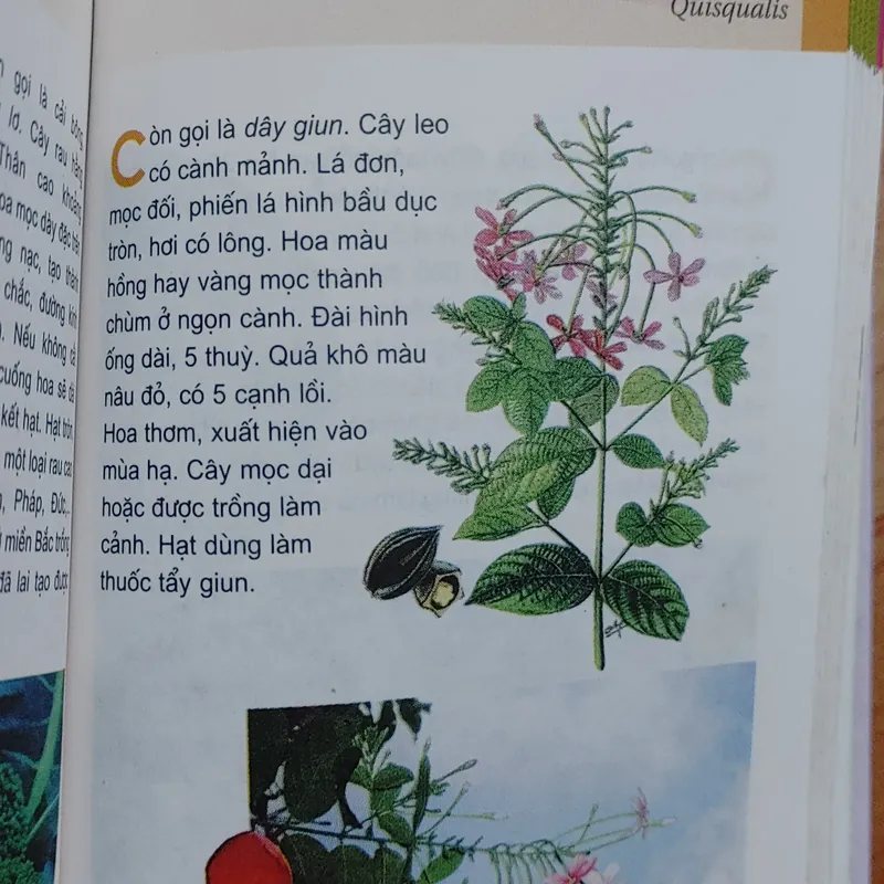 TỪ ĐIỂN TRANG VỀ CÁC LOẠI CÂY  571018