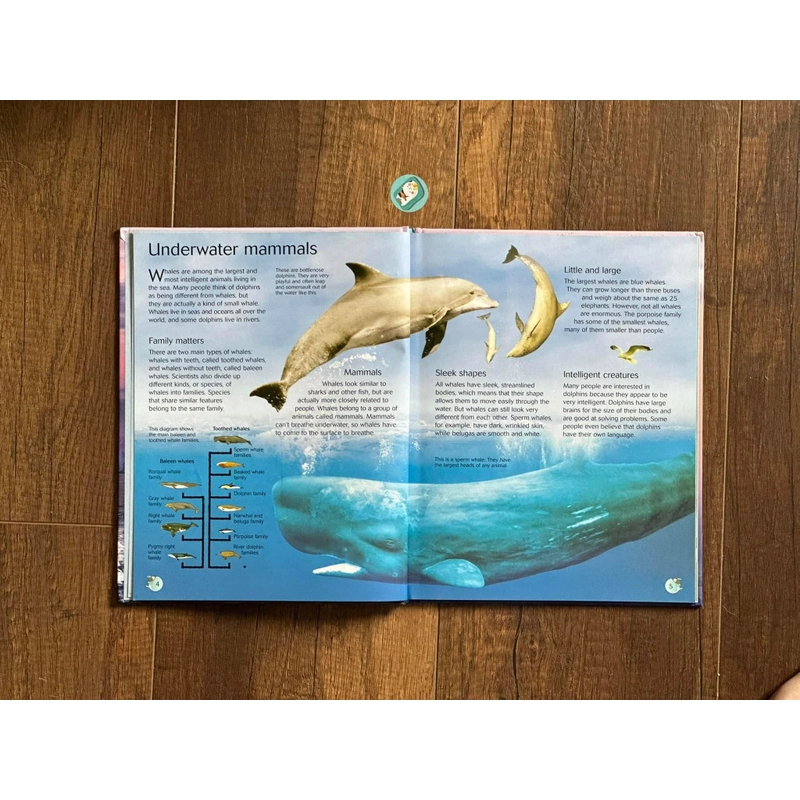 [Bìa cứng] Usborne Discovery: WHALES AND DOLPHINS 224295