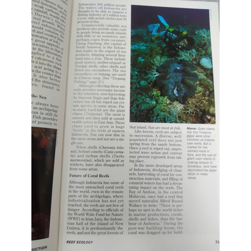diving indonesia 498938