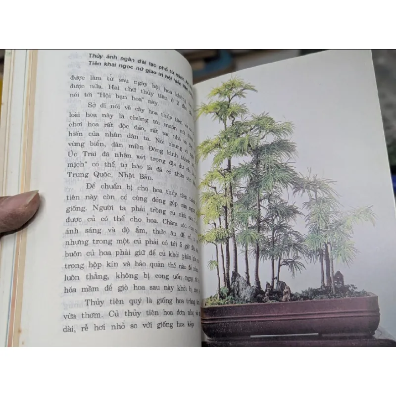 Hoa và cây cảnh - Đào Mạnh Khuyến 524648