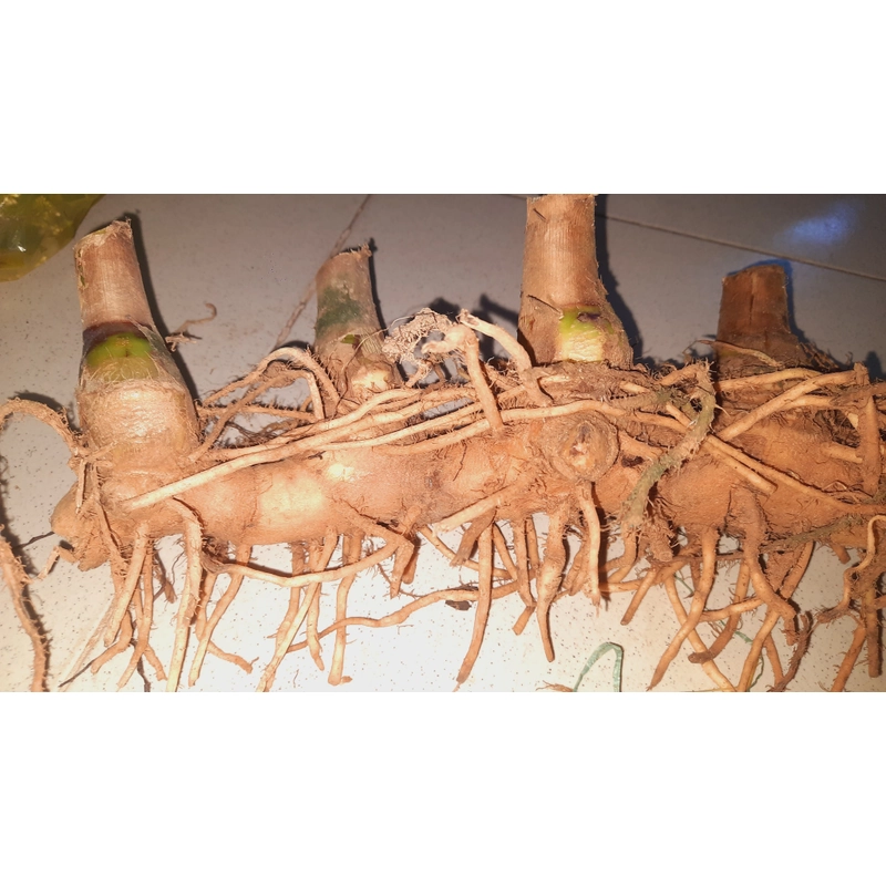 Củ cát lồi - củ cây mía dò, củ tươi  503471