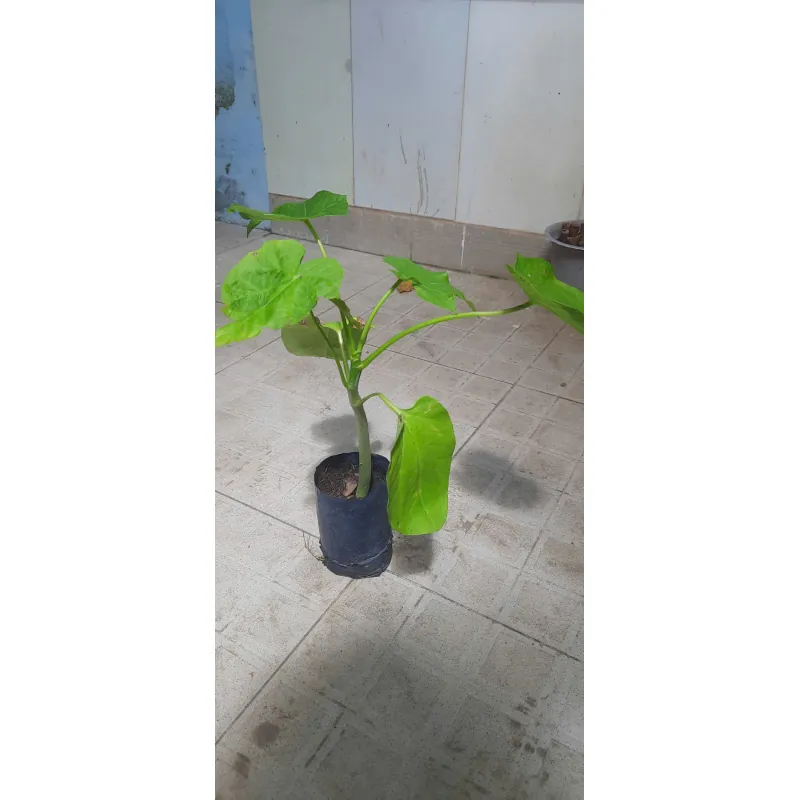 Cây đậu cọc rào, như hình 760975