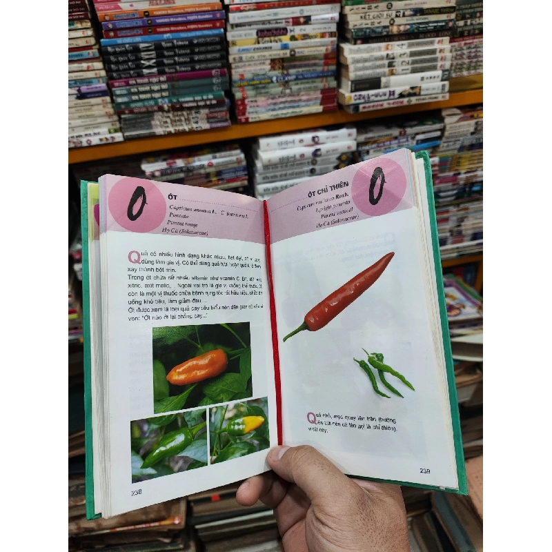 Từ điển tranh về các loại củ quả - Lê Quang Long chủ biên 122461