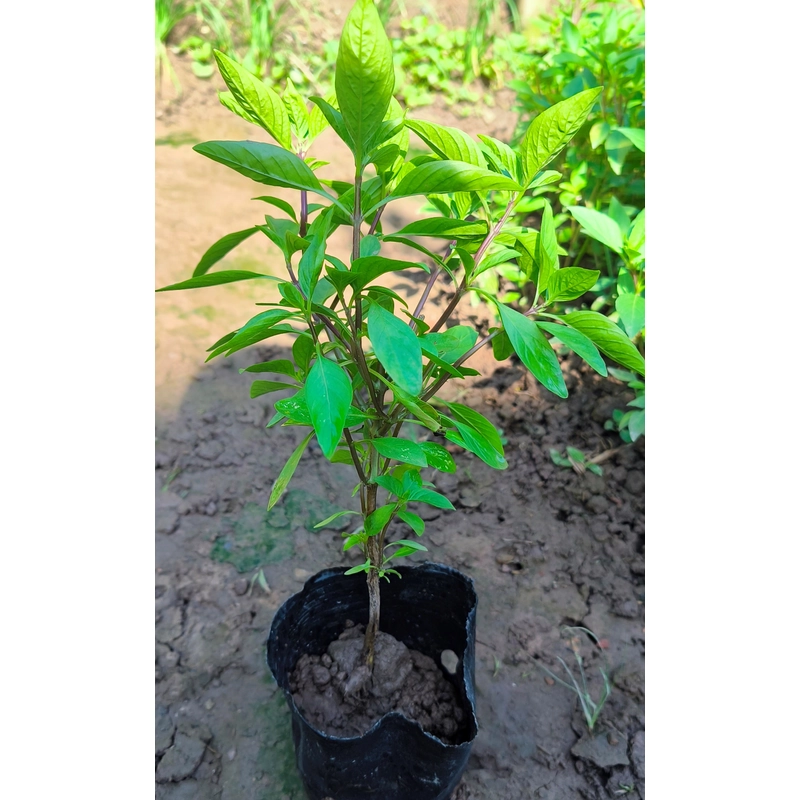 Chậu cây húng quế 478550