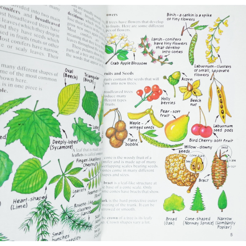 Usborne Spotter's Guides: Trees 461727