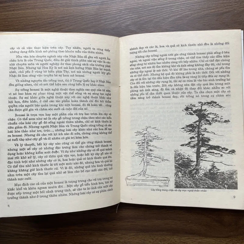 Bonsai 🌿🌿 961565