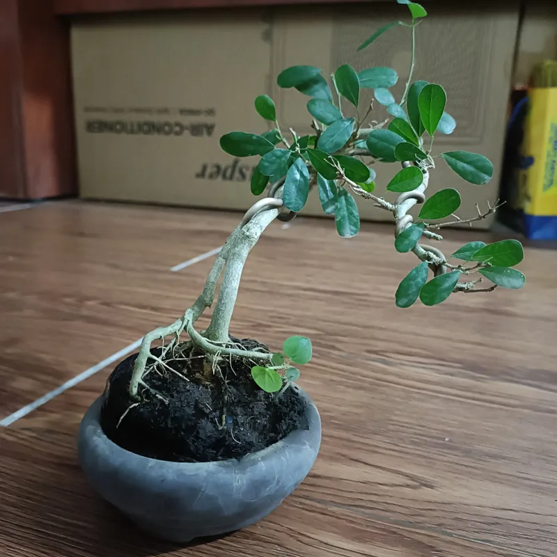 Linh sam văn nhân siêu mini [Bonsai siêu mini để bàn] 563900