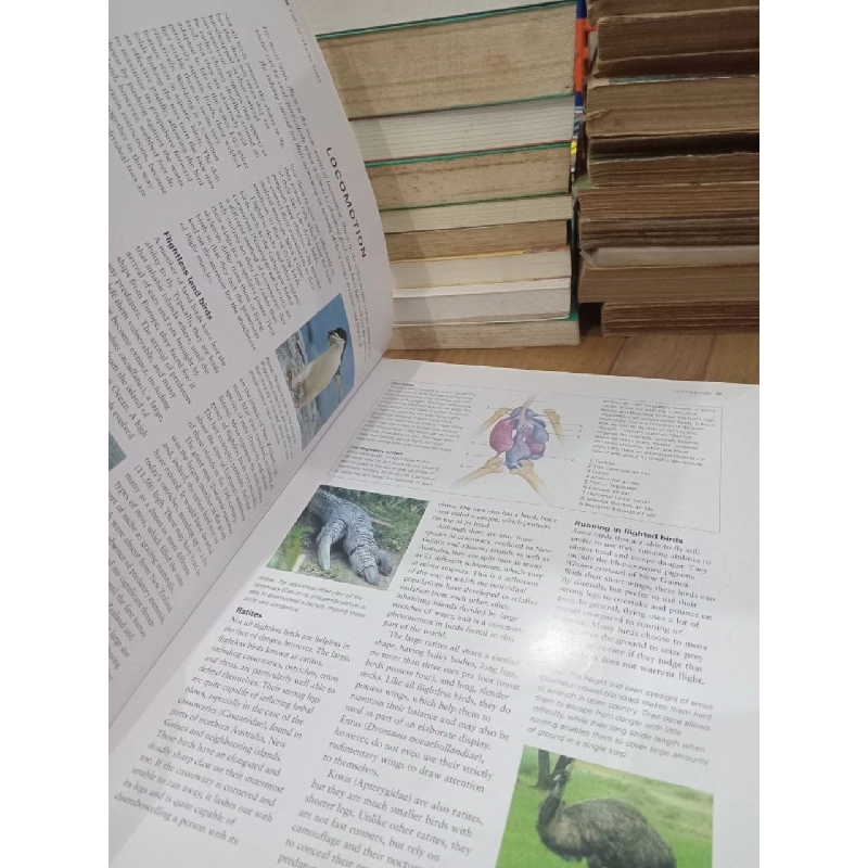 Birds of Asia & Australia: An Illustrated encyclopedia and birdwatching guide - David Alderton 791707