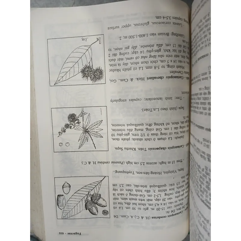 CÂY CỎ VIỆT NAM (QUYỂN I, II, III) - PHẠM HOÀNG HỘ 740112