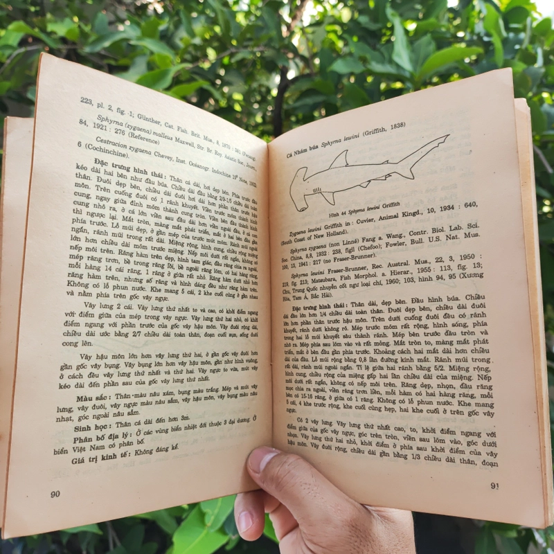 Cá Biển Việt Nam - The Marine Fishes Of VietNam - Tập 1 526446