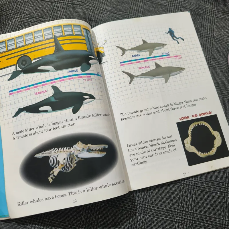 Who Would Win? Killer Whale vs. Great White Shark - Jerry Pallotta 754576