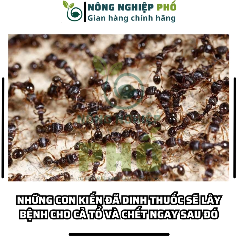 10 REGENT 800 (gói 1.6g) DATE MỚI - Diệt Kiến, Gián, Bọ Chét, Mạt, Rầy, Nhện, Bọ Trĩ, Sâu 508270