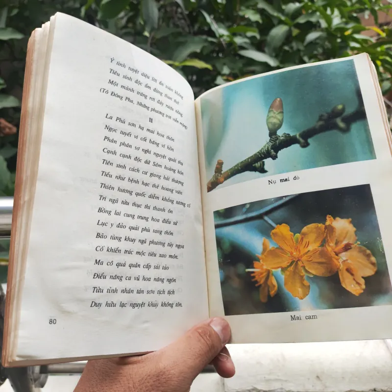 Kỹ Thuật Trồng Và Ghép Mai - Huỳnh Văn Thới 928913