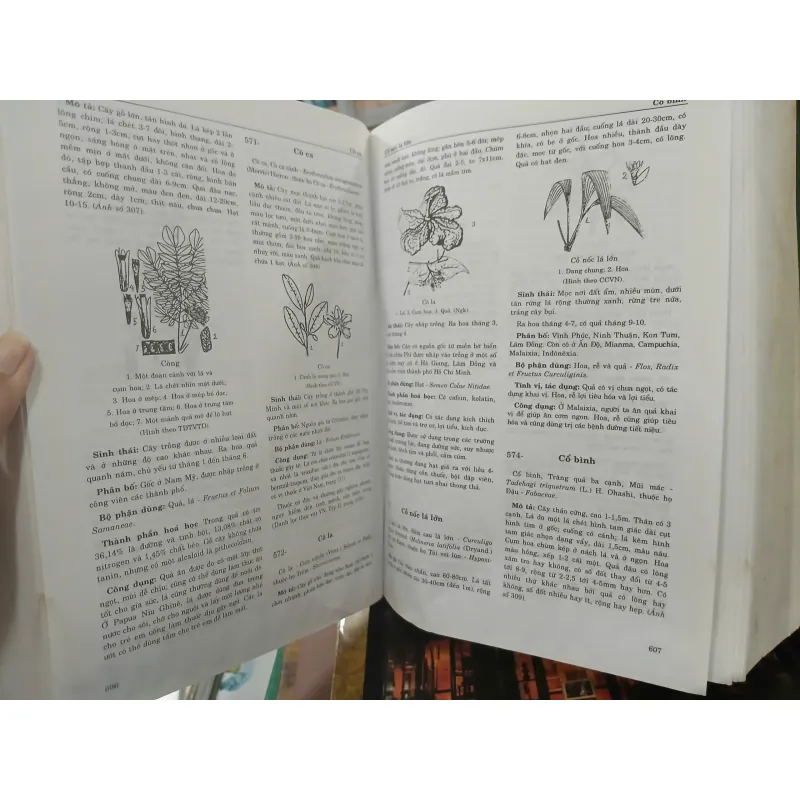 TỪ ĐIỂN CÂY THUỐC VIỆT NAM - VÕ VĂN CHI 455989