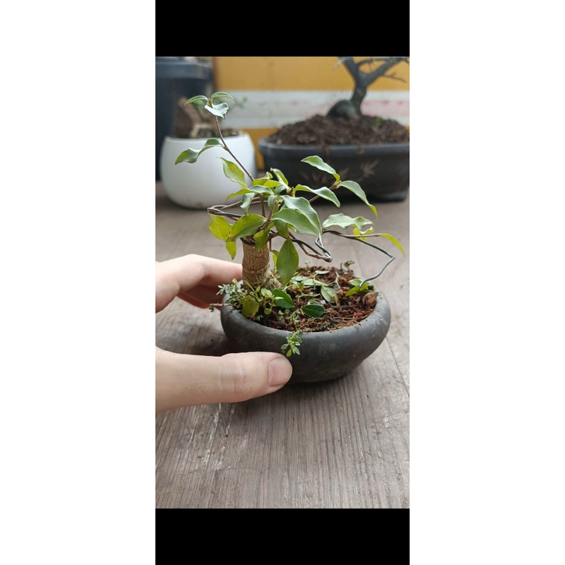 Hồng ngọc mai siêu mini [Bonsai siêu mini] [Bonsai để bàn] 462211