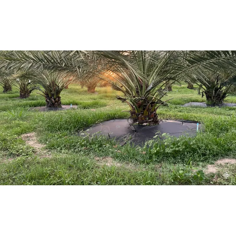 Bạt Phủ Cỏ Tại Tam Kỳ – Chống Cỏ Dại 100%, Bền 3–5 Năm | Kim Châu Hà 716474