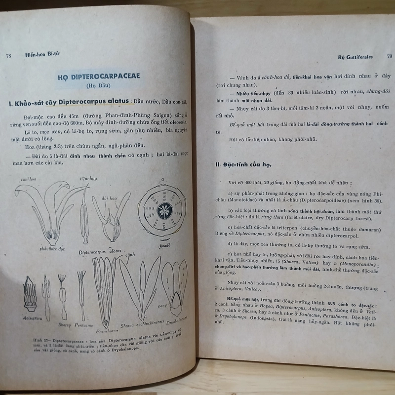 HIỂN HOA BÍ TỬ (XB 1975) - PHẠM HOÀNG HỘ 543670