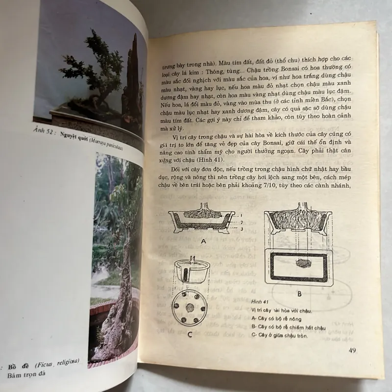 Bonsai cây kiểng cổ - Trần Hợp 567329