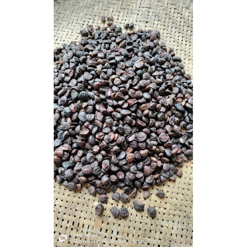 Hạt dổi nếp khô túi 1kg hàng chuẩn chất lượng từ Hoà Bình 139552