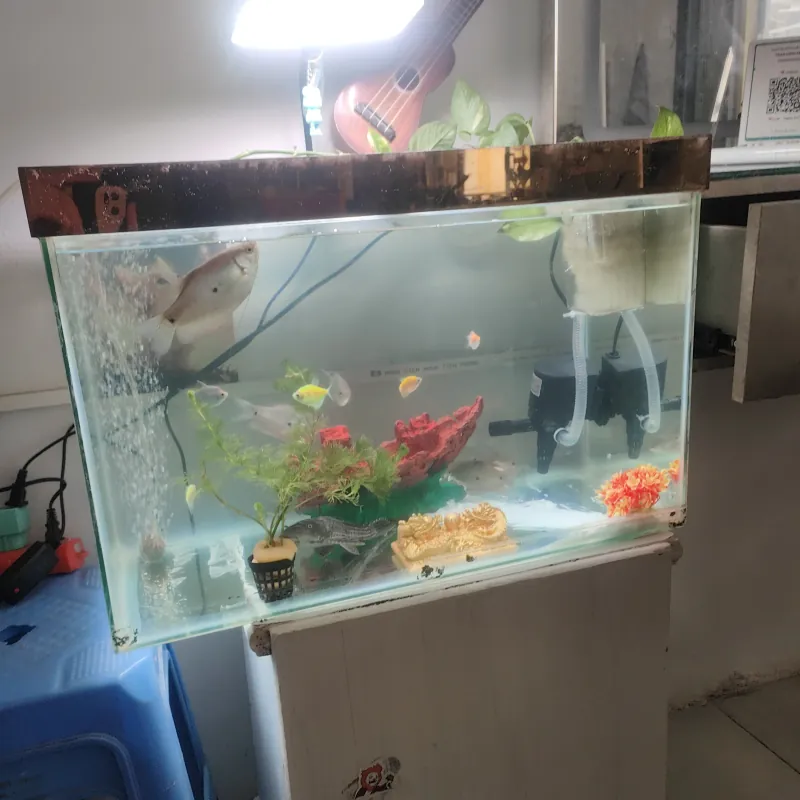 Dọn nhà thanh lý bể cá  780569