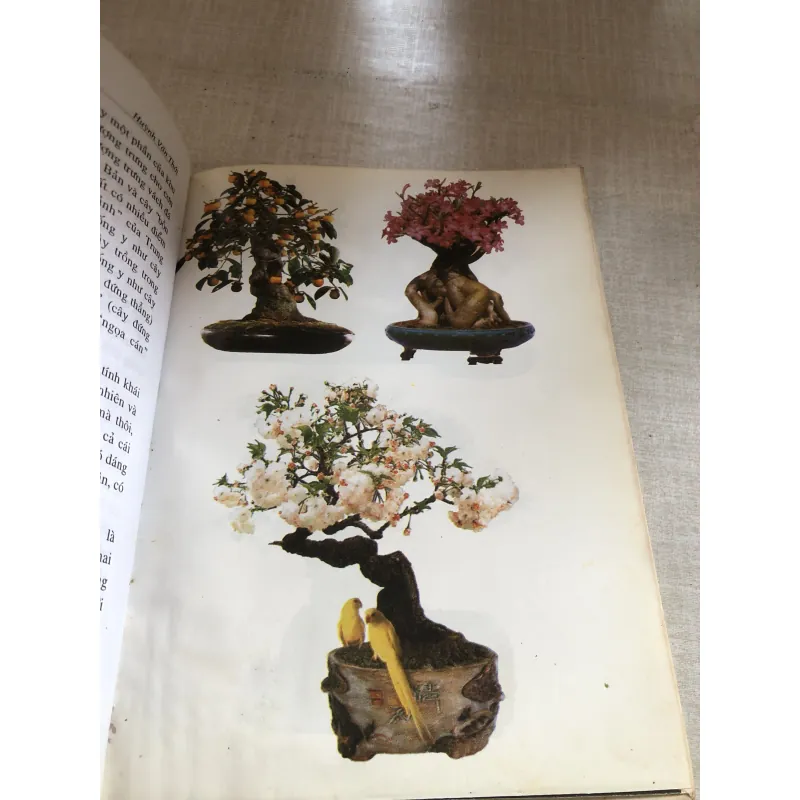 Tạo dáng bonsai 780635