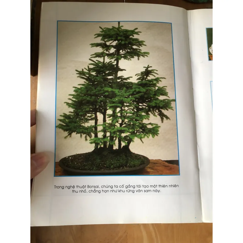 Chăm sóc tạo dáng bonsai toàn tập 973617