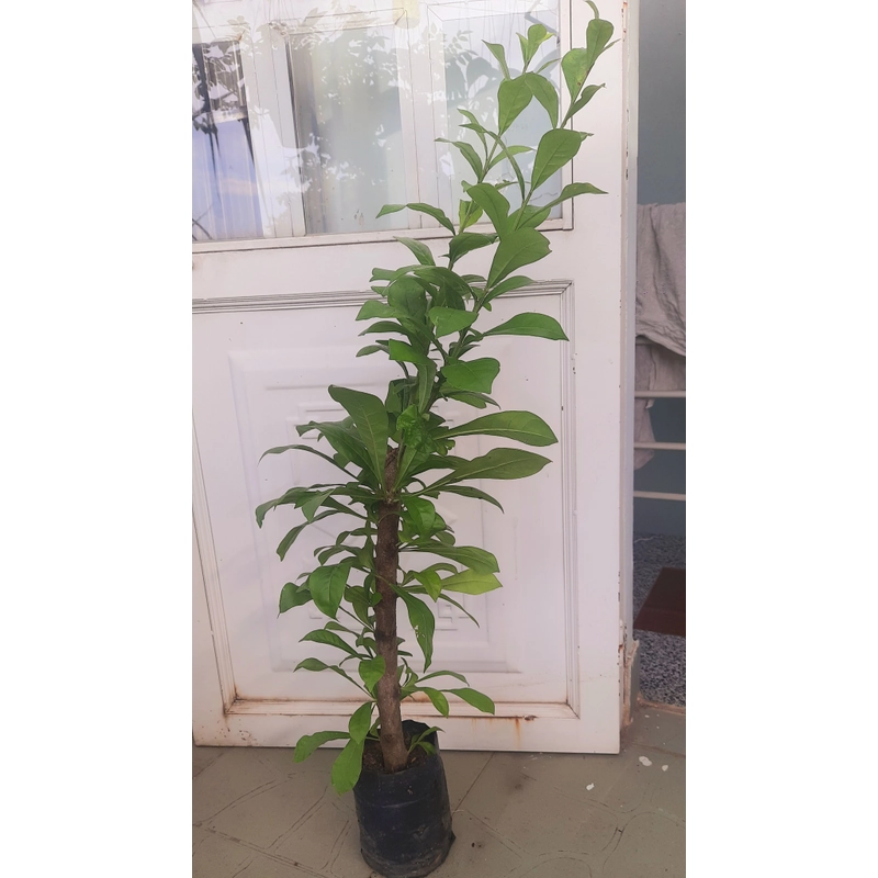 Cây đào tiên, cây như hình, chiều cao 60-80cm 502892