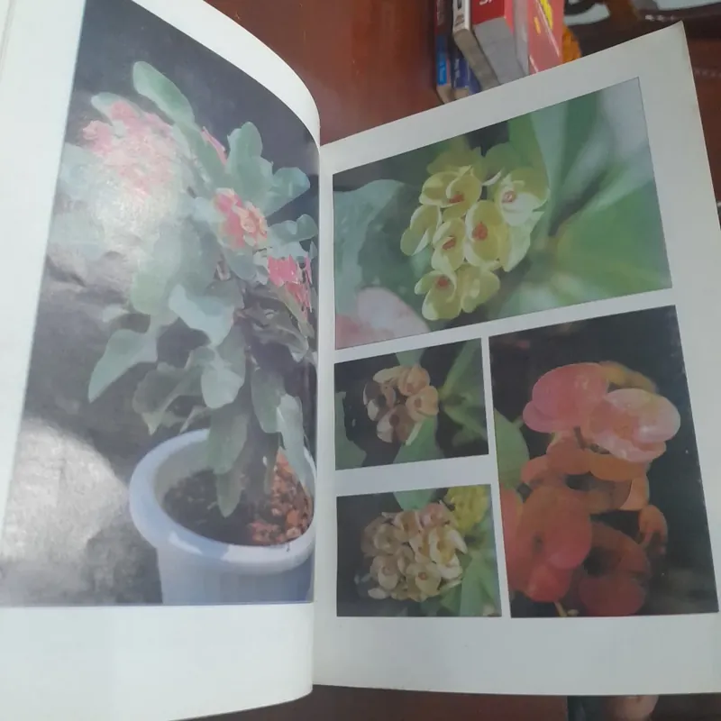 Huỳnh Văn Thới - XƯƠNG RỒNG BÁT TIÊN, kỹ thuật trồng, phương pháp lai tạo 737665