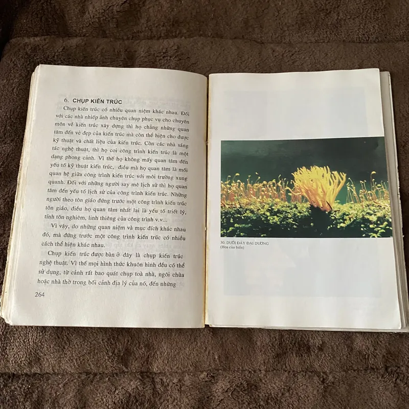 Nghệ thuật nhiếp ảnh màu 605111