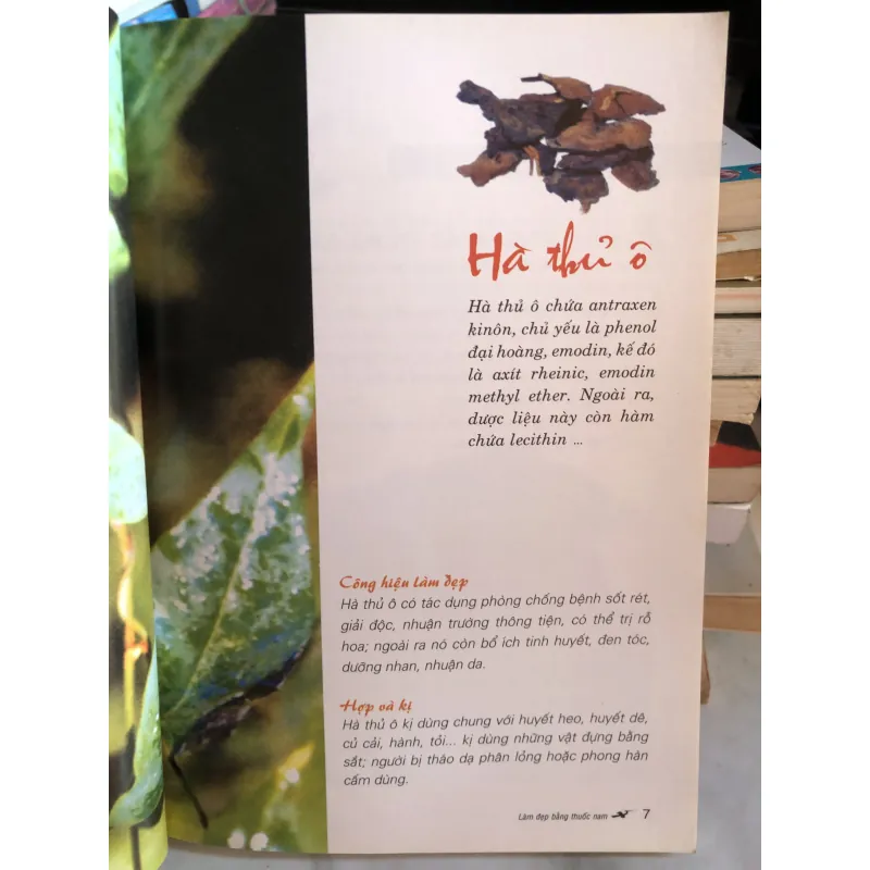 Những phương thuốc làm đẹp từ cây thuốc nam - Thiên Kim 977076